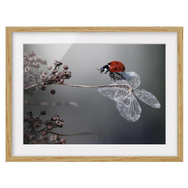 Ladybird on Hydrangea Framed Print East Urban Home Size: 70cm H x 100cm W, Frame Options: Natural oak on Productcaster.