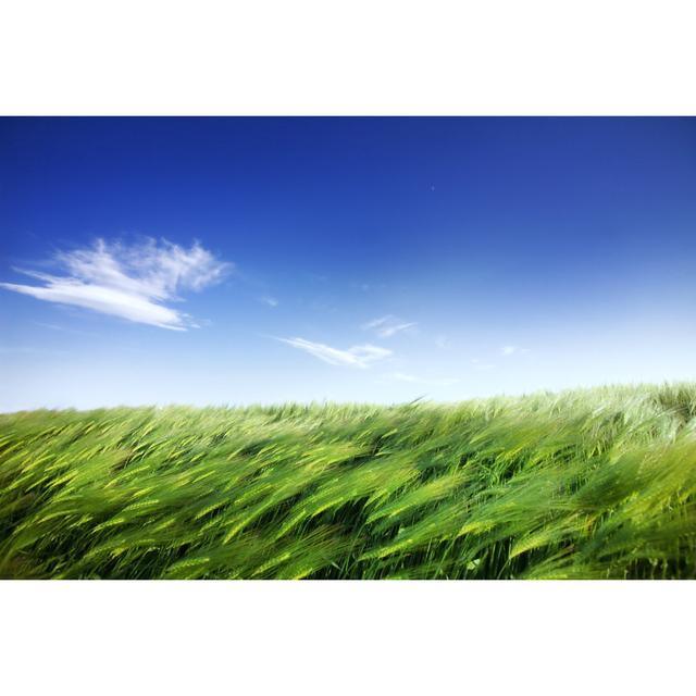 Kornfeld und windiges Wetter von TommL - Ohne Rahmen auf Leinwand drucken 17 Stories Größe: 80 cm H x 120 cm B on Productcaster.