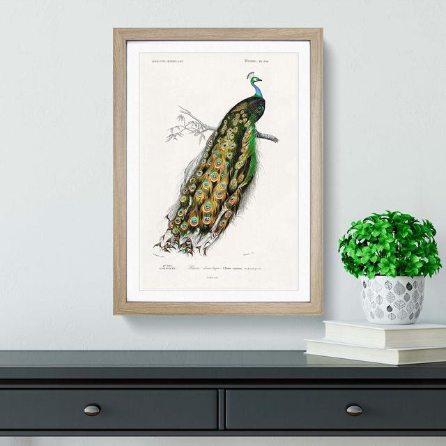 Indian Peacock by Charles D' Orbigny - Picture Frame Painting Print on MDF East Urban Home Size: 76cm H x 50cm W x 2cm D, Frame Option: Oak on Productcaster.