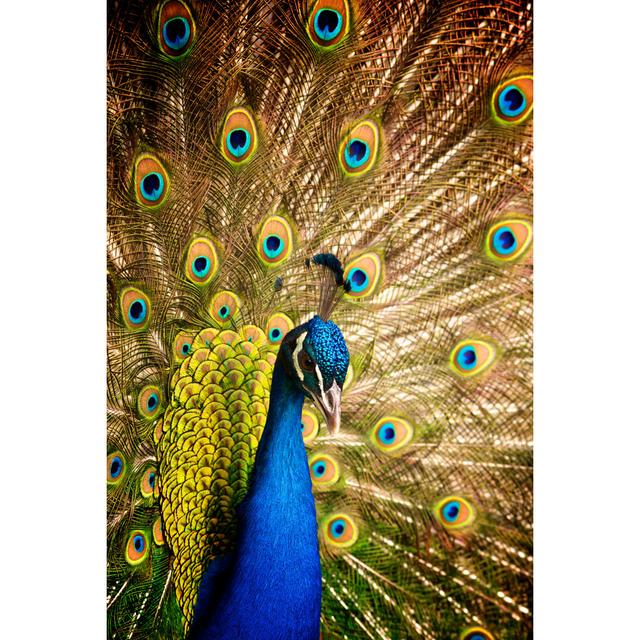 Male Peacock - Wrapped Canvas Print World Menagerie Size: 76cm H x 51cm W x 3.8cm D on Productcaster.