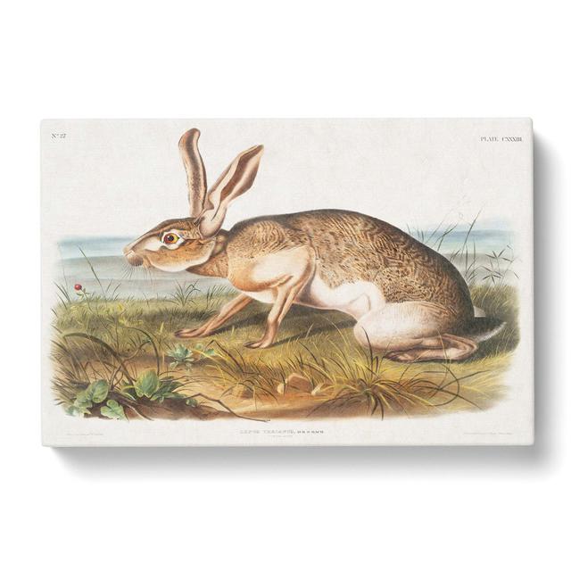 Texan Hare by J.W. Audubon - Wrapped Canvas Graphic Art Print East Urban Home Size: 35cm H x 50cm W x 3cm D on Productcaster.