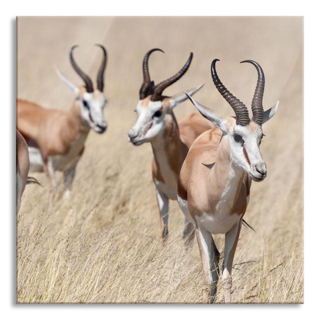 Antelopes in the Savannah - Unframed Photograph on Glass Ebern Designs Size: 80cm H x 80cm W on Productcaster.