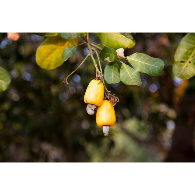 Cashew Fruits by Trangiap - Wrapped Canvas Photograph Ebern Designs Size: 30.48cm H x 45.72cm W on Productcaster.