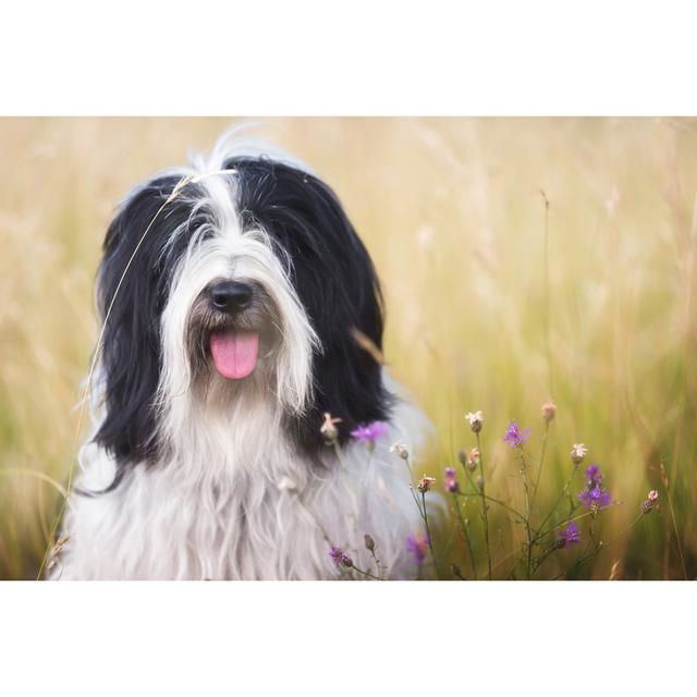 Tibetan Terrier Dog - Print Latitude Run Size: 60cm H x 90cm W x 1.8cm D on Productcaster.