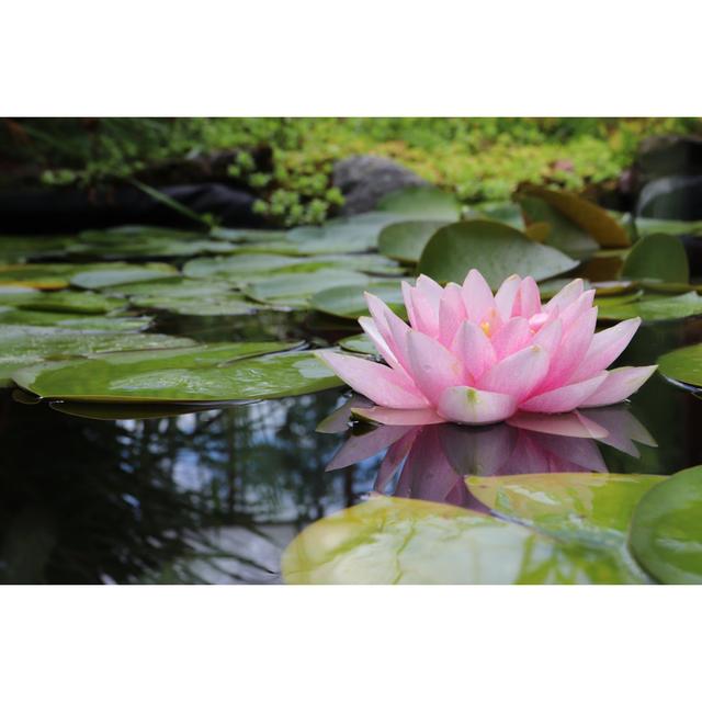 Water Lily by Ivetavaicule - No Frame Art Prints on Canvas 17 Stories Size: 20cm H x 30cm W on Productcaster.