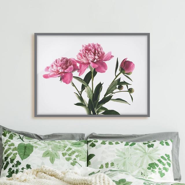 Gerahmtes Poster Flowers and Buds ClassicLiving Maße: 70 cm H x 100 cm B x 2 cm T, Rahmenauswahl: Grau gerahmt on Productcaster.