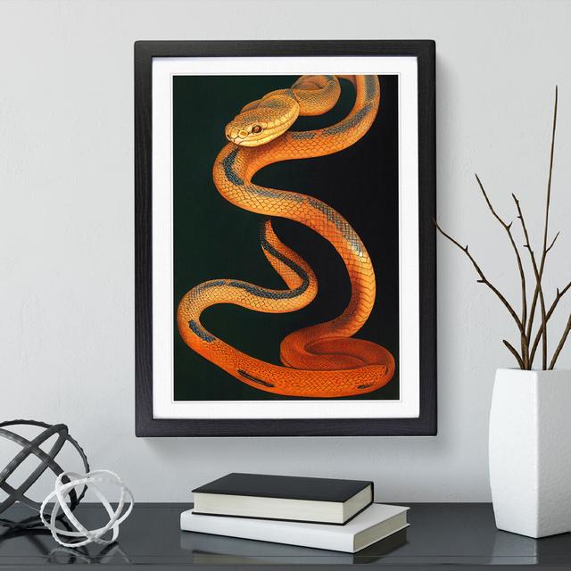 Amber Snake - Picture Frame Graphic Art 17 Stories Size: 46cm H x 34cm W, Frame Colour: Black on Productcaster.