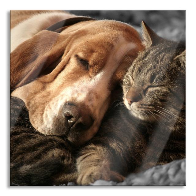 Cuddling Cat and Dog - Unframed Photograph on Glass Ebern Designs Size: 70cm H x 70cm W x 0.4cm D on Productcaster.