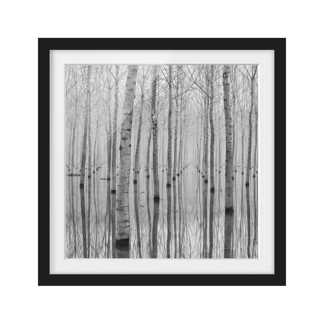 Birch Trees in November - Picture Frame Photograph Art Print on Paper East Urban Home Frame Options: Matt black, Size: 50cm H x 50cm W on Productcaster.