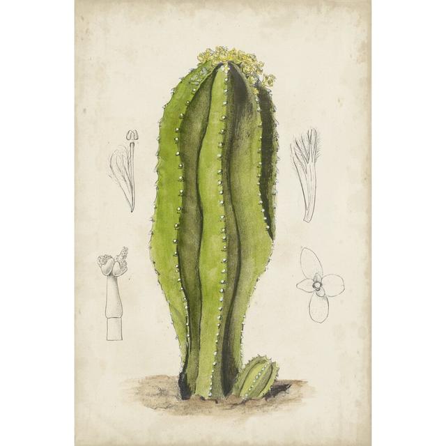 Antique Cactus VI - Wrapped Canvas Painting Bloomsbury Market Size: 76cm H x 51cm W on Productcaster.