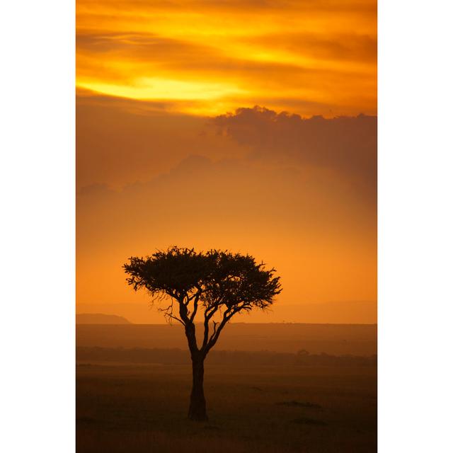 Gabler Acacia Tree at Sunrise - Wrapped Canvas Photograph Latitude Run Size: 91cm H x 61cm W x 3.8cm D on Productcaster.