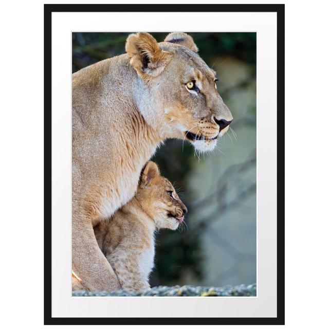 Gerahmtes Poster Lioness with a Cub East Urban Home Größe: 55 cm H x 40 cm B x 2,5 cm T, Farbe: Multi-Braun on Productcaster.