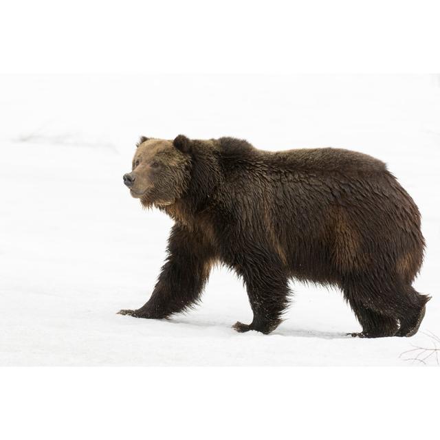 Bear Walking On Snow by Moose Henderson - Wrapped Canvas Print Alpen Home Size: 51cm H x 76cm W on Productcaster.