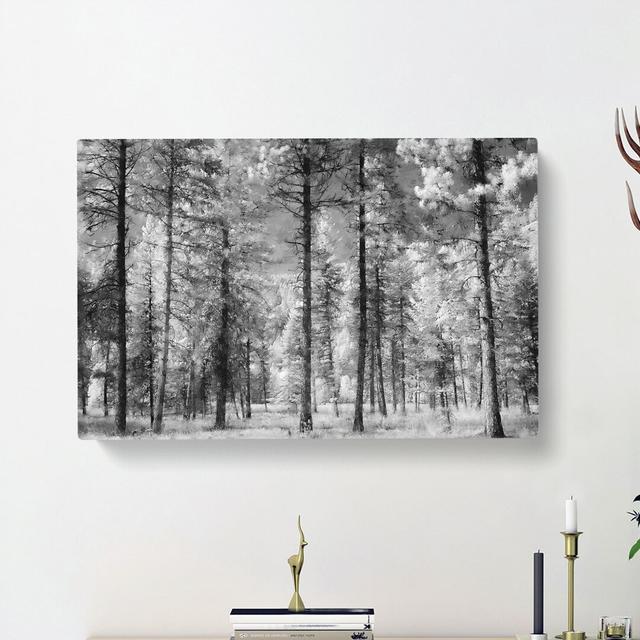 Montana Forest - Wrapped Canvas Photograph Print East Urban Home Size: 35cm H x 50cm W x 3cm D on Productcaster.