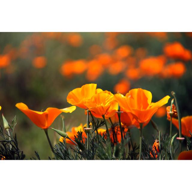 Poppy California Orange Flower by Ahmadmahmood - Wrapped Canvas Print Ebern Designs Size: 81.28cm x 121.92cm on Productcaster.