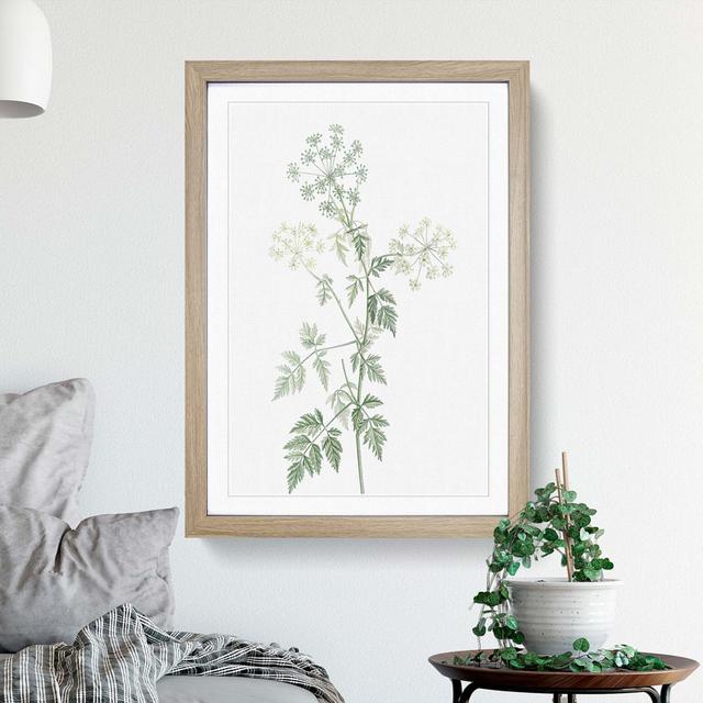 Hemlock Flowers by Pierre-Joseph Redoute - Picture Frame Painting Print East Urban Home Frame Option: Oak Framed, Size: 36cm H x 27cm W x 2cm D on Productcaster.