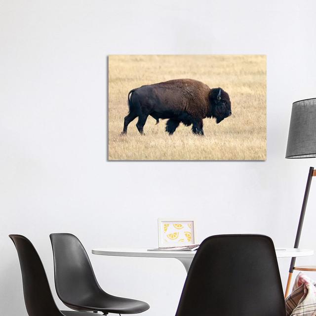 American Bison Bull, Grand Teton National Park, Wyoming by Ingo Arndt - Wrapped Canvas Print Natur Pur Size: 66.04cm H x 101.6cm W x 3.81cm D on Productcaster.