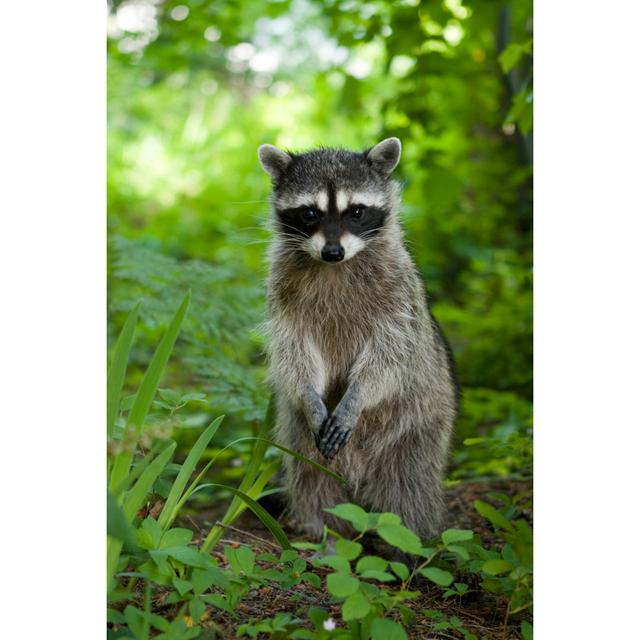 A Raccoon Sitting up in the Grasslands by Markhatfield - Wrapped Canvas Art Prints Alpen Home Size: 30cm H x 20cm W x 3.8cm D on Productcaster.