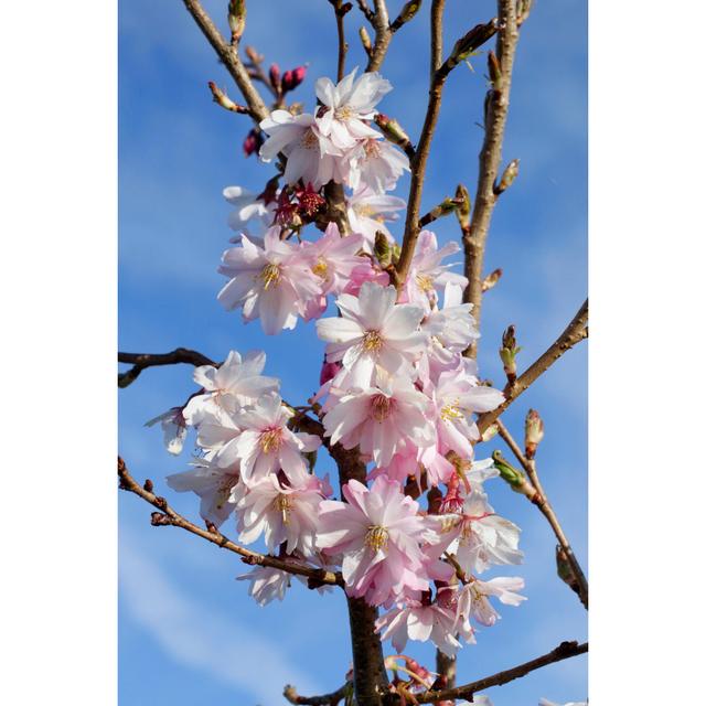 Pink Cherry Blossom von Whiteway - Druck Marlow Home Co. Größe: 75 cm H x 50 cm B on Productcaster.