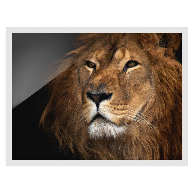 Lion View - Picture Frame Graphic Art Latitude Vive Size: 40cm H x 55cm W x 2cm D, Frame Option: White Framed on Productcaster.