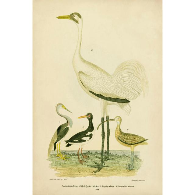 Antique Crane And Heron by Alexander Wilson - Wrapped Canvas Painting Rosalind Wheeler Size: 91cm H x 61cm W x 3.8cm D on Productcaster.