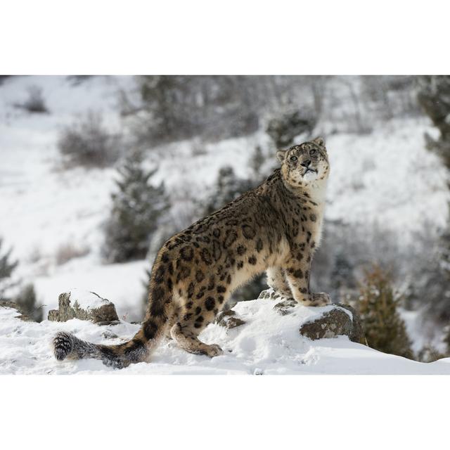 Snow Leopard - Wrapped Canvas Photograph 17 Stories Size: 30cm H x 46cm W x 3.8cm D on Productcaster.