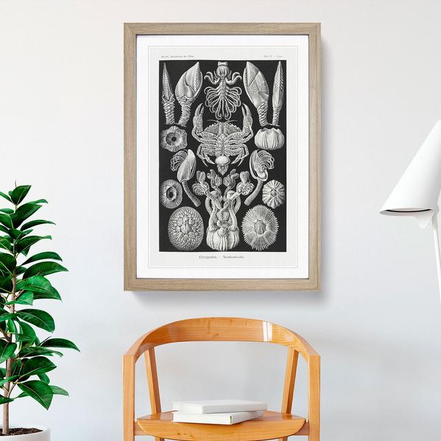 Barnacle by Ernst Haeckel - Picture Frame Painting East Urban Home Frame Option: Oak Framed, Size: 65cm H x 48cm W x 2cm D on Productcaster.