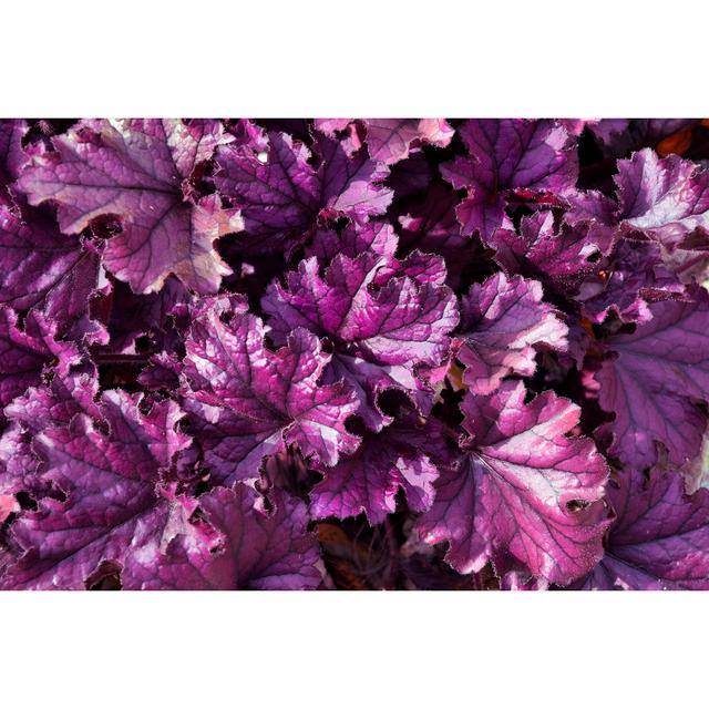 Purple Leaves Of Ornamental Plant - Wrapped Canvas Print 17 Stories Size: 61cm H x 91cm W on Productcaster.