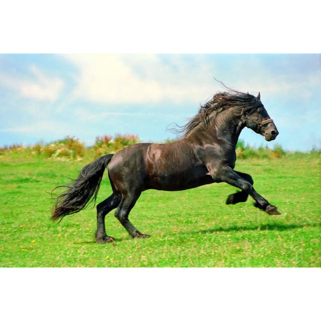 Galloping Black Horse by Kerrick - Print Natur Pur Size: 81cm H x 122cm W on Productcaster.