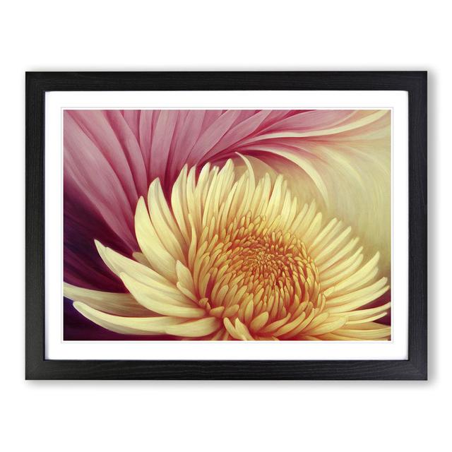 Extravagant Chrysanthemum Flower - Single Picture Frame Print Latitude Run Frame Colour: Black Framed, Size: 34cm H x 46cm W x 2cm D on Productcaster.