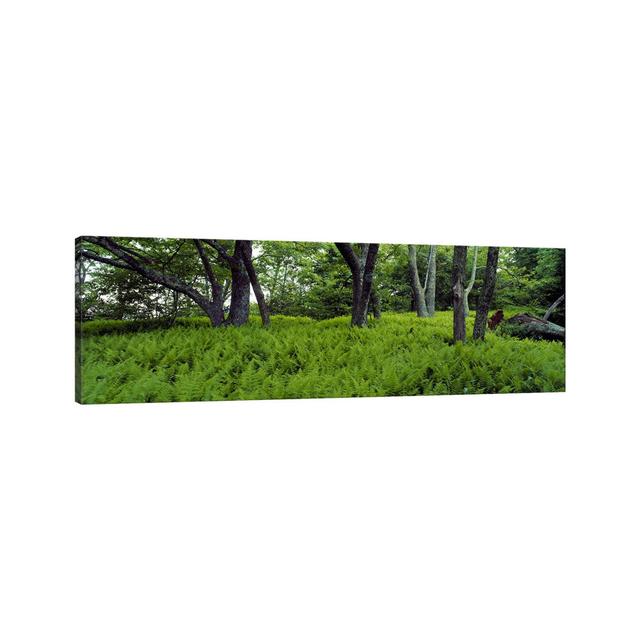 Trees in a Forest, North Carolina, USA - Wrapped Canvas Panoramic Photograph Ebern Designs Size: 30.48cm H x 91.44cm W x 3.81cm D on Productcaster.