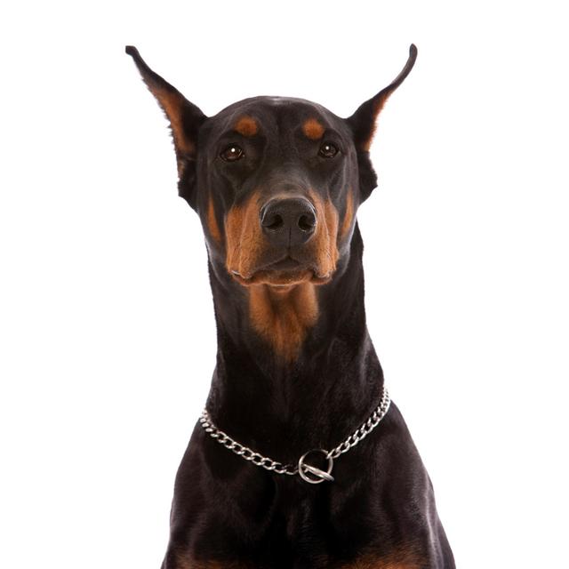 Dobermann Pinscher von Inhauscreative - Drucken 17 Stories Größe: 60 cm H x 40 cm B on Productcaster.