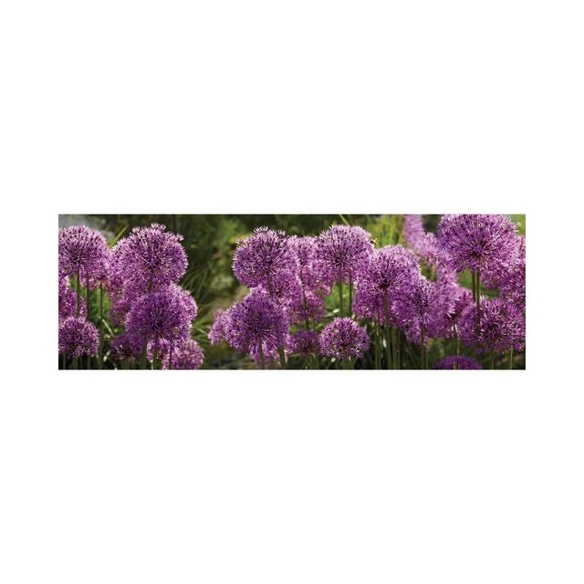 Close-Up Of Purple Puffball Allium Flowers - Wrapped Canvas Panoramic Print Ebern Designs Size: 30.48cm H x 91.44cm W x 3.81cm D on Productcaster.