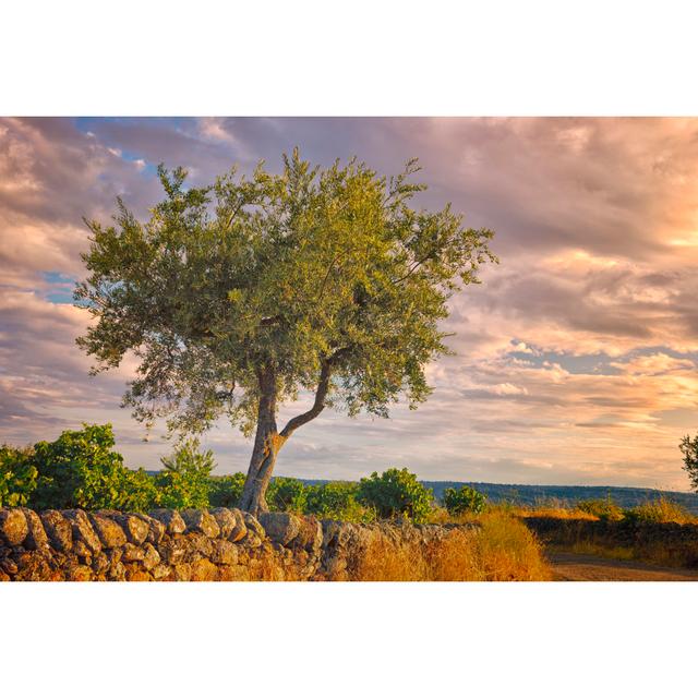 Olive Tree by WillSelarep - Print 17 Stories Size: 20cm H x 30cm W x 3.8cm D on Productcaster.