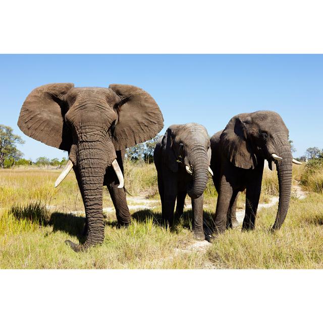 Three African Elephants by Image Source - Unframed Photograph on Canvas Latitude Vive Size: 81cm H x 122cm W x 3.8cm D on Productcaster.