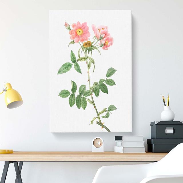 Rose Of Lady Monson by Pierre-Joseph Redoute - Wrapped Canvas Print East Urban Home Size: 76cm H x 50cm W x 3cm D on Productcaster.