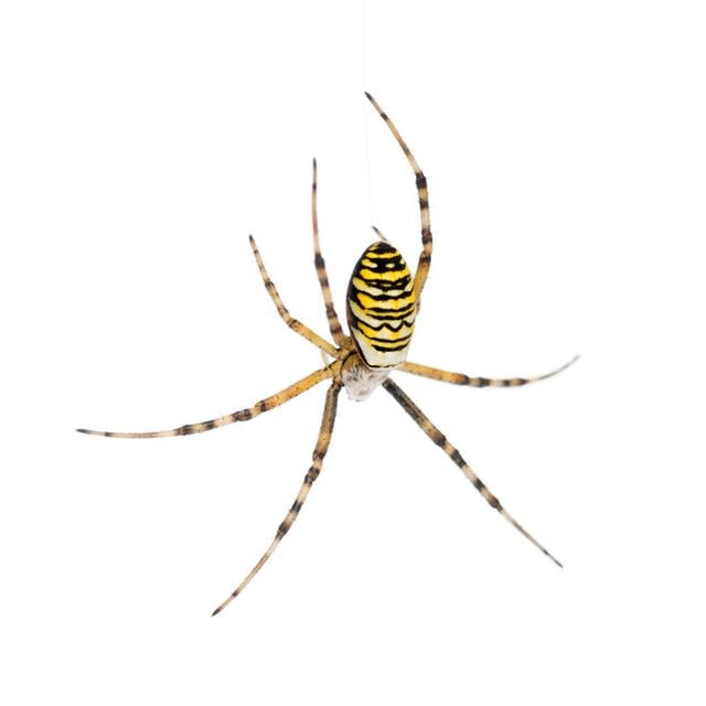 Wasp Spider - Wrapped Canvas Print Brambly Cottage Size: 122cm H x 122cm W x 3.8cm D on Productcaster.