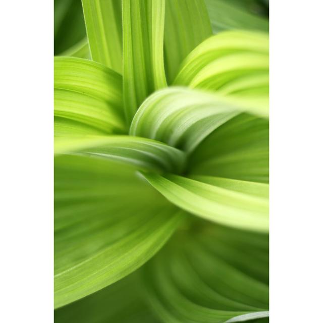 Green Leaves by Bibikoff - Print Latitude Run Size: 30cm H x 20cm W on Productcaster.