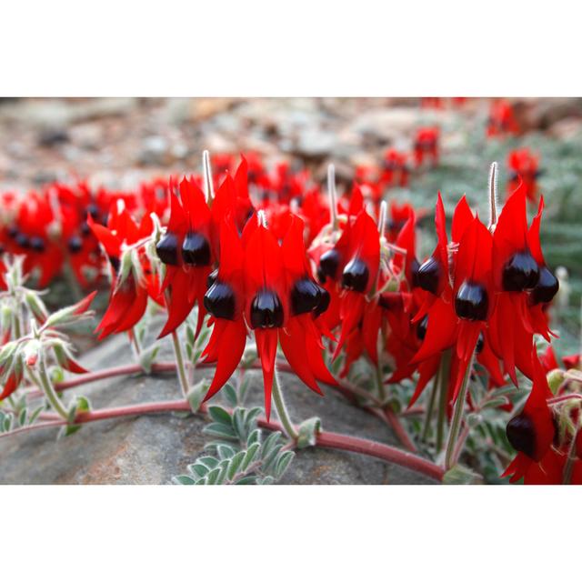 Sturt Desert Pea (Swainsona Formosa) by TonyFeder - No Frame Art Prints on Canvas 17 Stories Size: 81cm H x 122cm W on Productcaster.