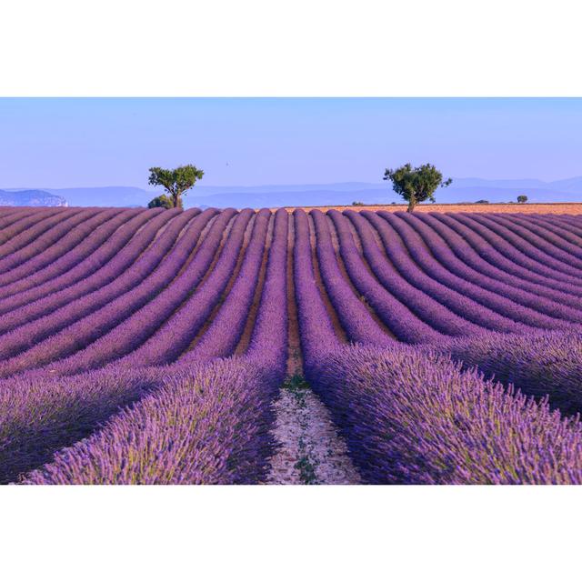 Lavender Field In The Summer-France Fleur De Lis Living Size: 61cm H x 91cm W x 3.8cm D on Productcaster.