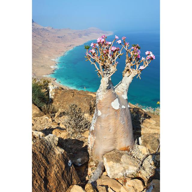 Bottle Tree Of Socotra Island House of Hampton Size: 91cm H x 61cm W on Productcaster.