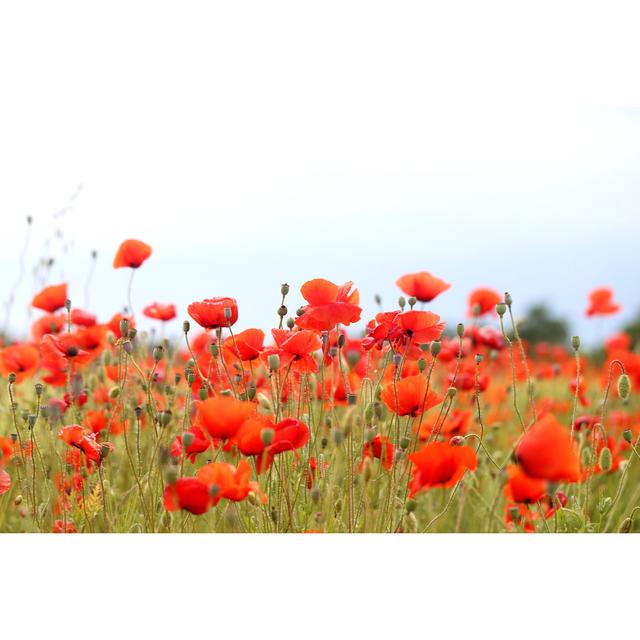 Fatululik Beautiful Red Poppies by Tanor - Wrapped Canvas Photograph Latitude Run Size: 61cm H x 91cm W x 3.8cm D on Productcaster.