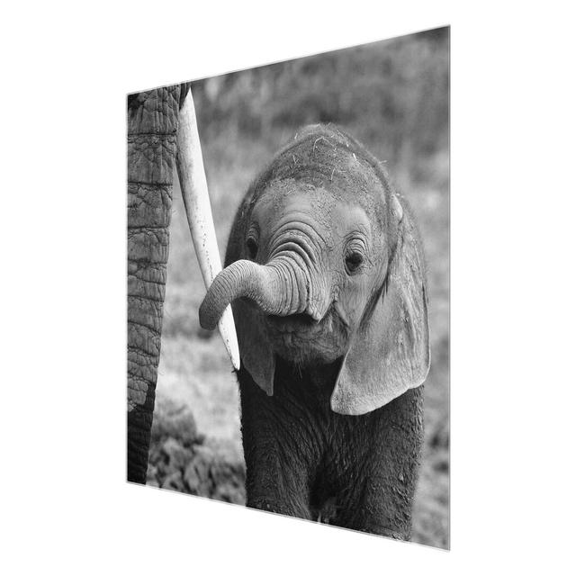 'Baby Elephant' Photograph on Glass East Urban Home Size: 50 cm H x 50 cm W on Productcaster.