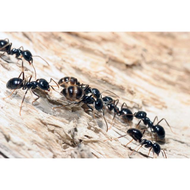 Ants Teamwork by Kickers - No Frame Art Prints on Canvas 17 Stories Size: 61cm H x 91cm W on Productcaster.