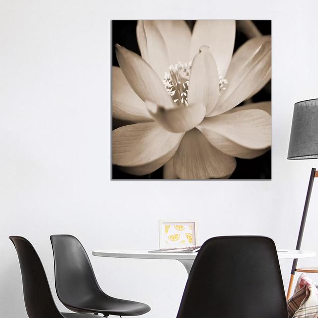 Sepia Lily II by Glenn Taylor - Wrapped Canvas Art Prints Latitude Run Size: 93.98cm H x 93.98cm W x 1.9cm D on Productcaster.