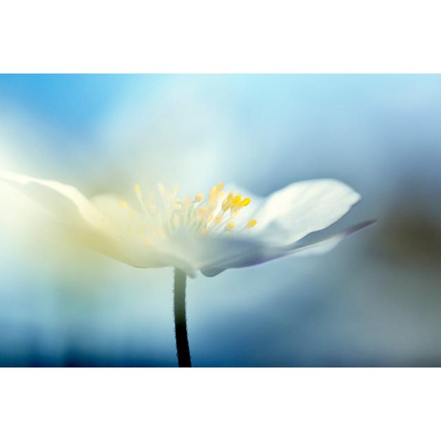 Beautiful Spring Flower Wood Anemones by Andersboman - No Frame Print on Canvas 17 Stories Size: 61cm H x 91cm W on Productcaster.