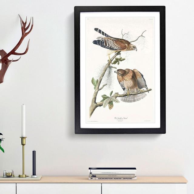 Red-Shouldered Hawks by John Audubon - Picture Frame Painting Print East Urban Home Size: 65cm H x 48cm W x 2cm D, Frame Option: Black Framed on Productcaster.