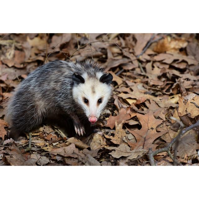 Opossum by Shoemcfly - Wrapped Canvas Print Alpen Home Size: 30cm H x 46cm W on Productcaster.