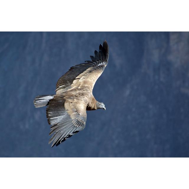 Andean Condor by Zaharov - Wrapped Canvas Graphic Art Alpen Home Size: 51cm H x 76cm W x 3.8cm D on Productcaster.