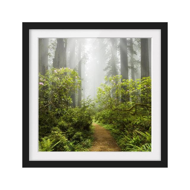 Foggy Forest Path - Picture Frame Photographic Art Print on Paper East Urban Home Size: 70cm H x 70cm W, Frame Options: Matt black on Productcaster.